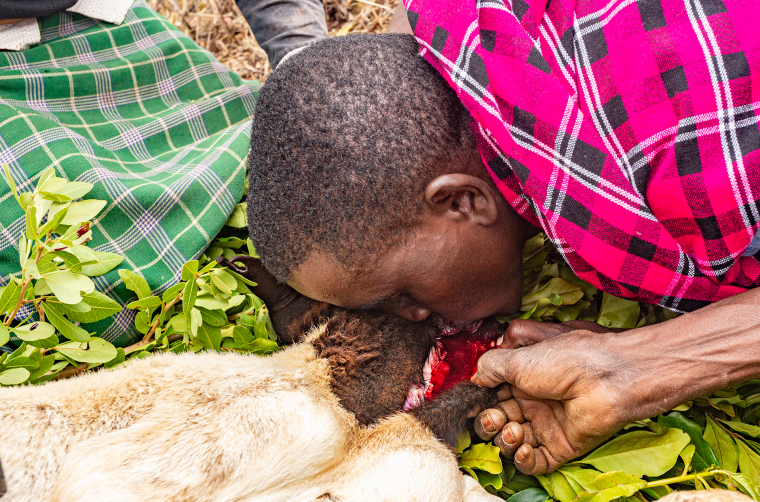 Pití krve umírajícího zvířete patří k jednomu z tradičních rituálů kmene Samburu