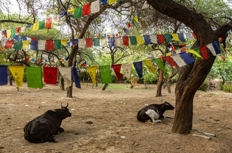 Tibetská lungta vyvěšená v zahradě v Majnu ka Tilla